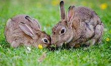 戴面具的都是什么生肖