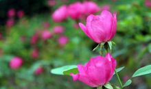 3.18号起，大财在后，小财在前，衣食无忧的4个生肖