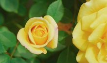 白蜡金命五行缺什么，五行缺木，事业阻碍不断，财运不如意