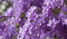 生肖属马的女人2020年贵人运，六冲太岁，贵人运相对低迷