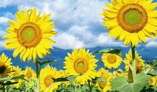 上升星座双鱼座女生，一生不温不火，非常惬意