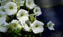 面相算命：天庭很宽的面相好不好