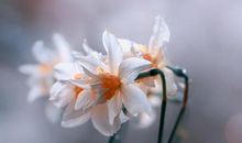 这四大生肖，1月后富贵吉祥，命格不凡，运势一飞冲天