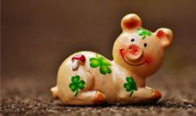 属猪和什么属相不合