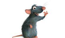 2020年运势特别好，一直顺风顺水的生肖