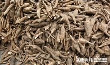 桐梓风水：葛根托起致富梦