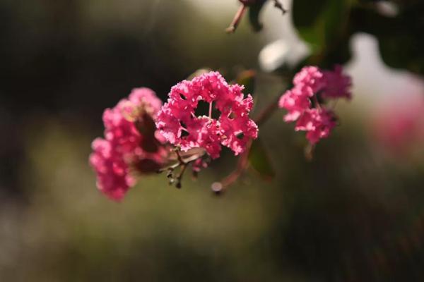 明天起，大运、大财驾到！桃花指数上涨，财气一飞冲天，好日子躲不掉