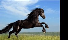 2002年属马的人2015年运程