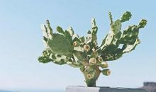 没有爱情的春节，血型人害怕被孤独感吞噬不？