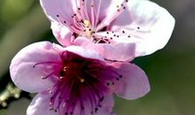 10个簸箕是什么命，运气非凡，遇见困难会有贵人报之以李