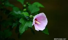 2020年2月，事业高升，运势喜人，前程似锦的四大生肖