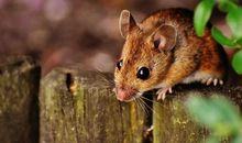 怨天怨地的生肖