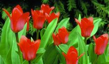 下周开始，吉星照耀，事业有成，收入很可观的星座