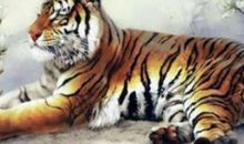 2020年属虎运势以及运程如何，属虎今年适合辞职跳槽吗