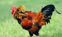 2月富得流油的4生肖，财大气粗，时来运转，大吉大利！