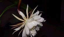 人生赢家 这四大生肖赢在起跑线上