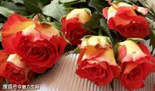 11月14号开始富贵挡不住，四生肖求财易得，横财滚滚钱财不缺!