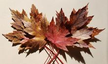 未来一周，桃花运开，事业丰收，将获得爱情的四大生肖