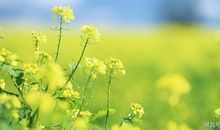 2月初，事业飞黄腾达，前程一片光明，钱财如泉涌的4生肖