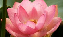 前半生清苦，11月中旬运势突然变好，财丰利达的生肖，诸事顺遂