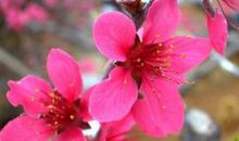 这3大生肖，财运欠佳，桃花却旺盛，依旧幸福无比！