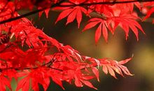 2月，喜从天降，好运逆袭的3大生肖