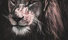 气人！这些生肖男吵架从不服软