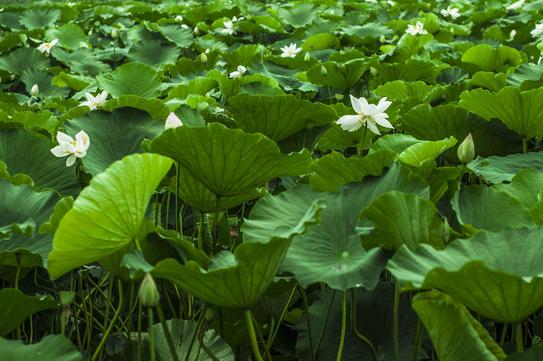 进入4月下旬，4属相好运伴身喜事多见，走大运赚大钱，生活滋润 2