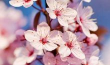 上升星座巨蟹座女生，乐在其中，一生过得安稳踏实