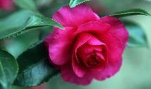 未来15天，吉星高照，大吉大利，名利双收的4生肖