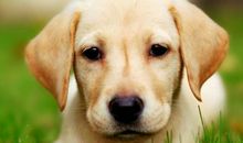 2006年属狗的人2021年运势 16岁佩戴什么吉祥物好