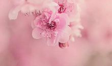 12星座2020年3月份爱情运势强势来袭！