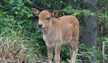 1985年属牛36岁本命年是注意什么禁忌