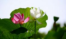 财运飞涨的3属相，18号迎大财进门，天降鸿运，钱财万贯