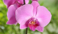 4月中旬开始，4属相逆袭顺利，迎来新的巅峰，日子有滋有味