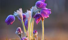 2020年2月起，4生肖时来运转，喜事临门，财富涌入家门