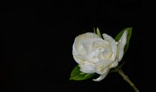 4月中旬起吉星照顾，收获惊喜，正财偏财皆旺，收入大涨的四属相