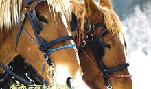 2014年马年是什么命