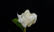 未来八个月化身锦鲤，万事顺利，四属相真爱找上门，赚钱变得容易