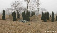 为何坟前要栽树？有什么讲究吗？风水大师：不可随便动