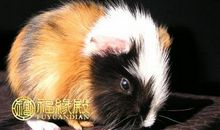 不将就但会幸福的生肖