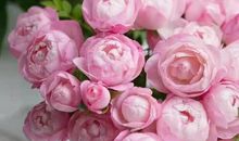 十二生肖 | 一周生肖运势（11.11 — 11.17）