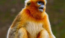 2004年属猴的人2021年运势 18岁佩戴什么吉祥物好