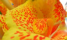 3月吉星照耀，时来运来，横财大运入宅，越来越顺利的四属相