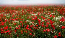 青衣（月运）12星座3月运势：价值觉醒