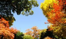 属龙人办公室养什么花能够招财？(图文)