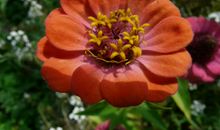 预计6天后，开始转运，缘分桃花主动靠近，遇见唯美爱情的4大生肖