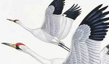 2020大年初八什么时辰好，子丑卯午申酉时