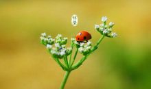 惊蛰节气出生的属猴人是什么命 命格好不好？(图文)