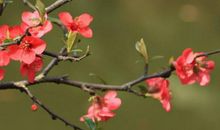 生肖属兔的女人2020年贵人运，受太阴星影响，有小幅波动